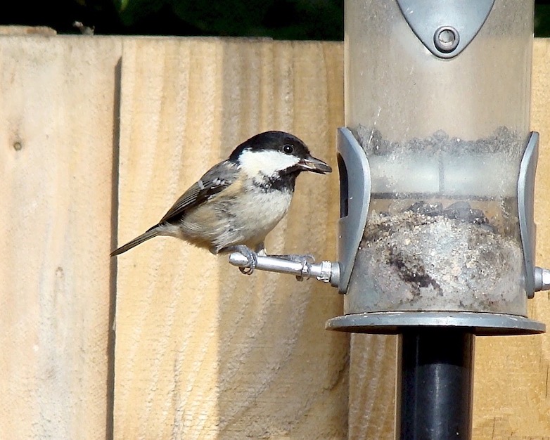 coal tit